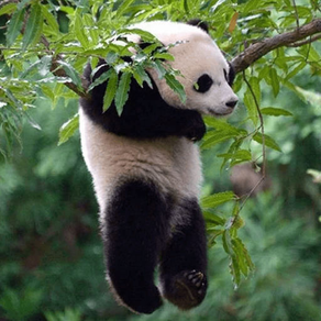 Funny Lazy Panda Stickers