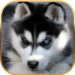 Talking Dog Virtual Pet Husky