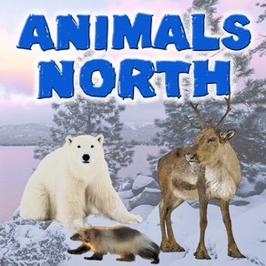 北の動物