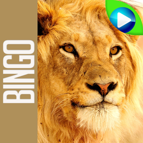 ANIMAL BINGO - Live Animal Bingo & Slots!