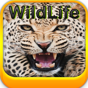 Wild Life Wallpapers -Best HD Wallpapers of Animal World