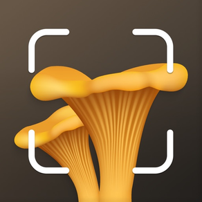 Mushroom, fungi identification