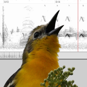 Bird Vocs Learn Bird Sounds