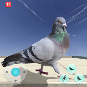 Hungry Pigeon Simulator Game