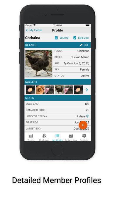 Flockstar Plakat