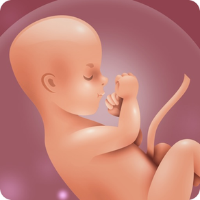 Schwangerschafts App - Rechner