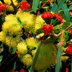 EUCLID Eucalypts of Australia