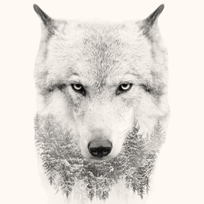 Wolf Backgrounds HD