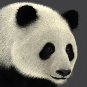 Panda AR