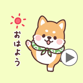 動く！ころころ柴犬