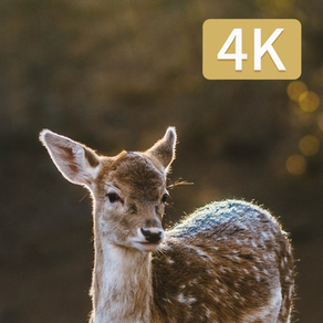 Hunting Camera 4K