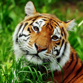 亞洲老虎生存模擬器