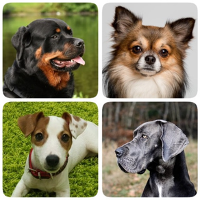 Dog Breeds Quiz - Dog Games