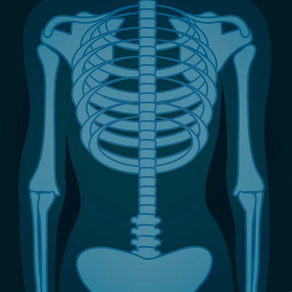 Skeletal System Flashcards