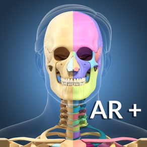 AR Skeleton Anatomy