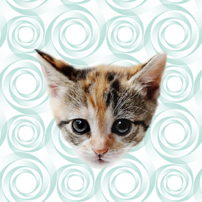 Cute Kitten - Stickers