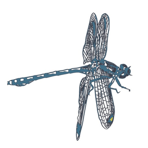 Dragonfly Love