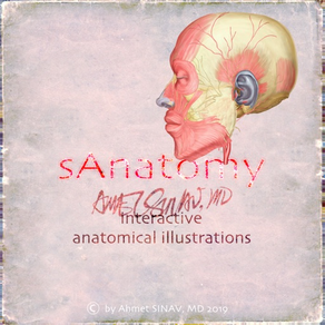 sAnatomy_Face