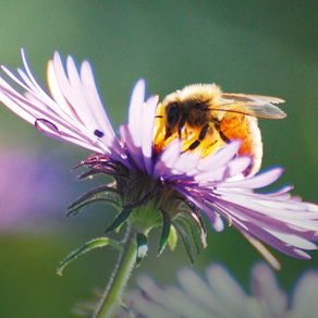 Bienenpflanzen für den Garten