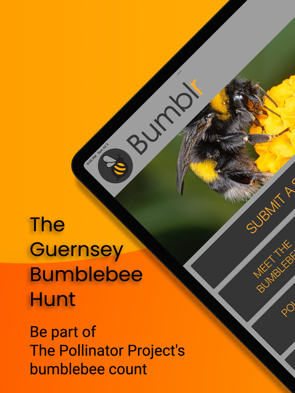 Bumblr - Guernsey Bumblebees poster