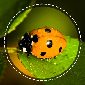 Insect identifier by photo