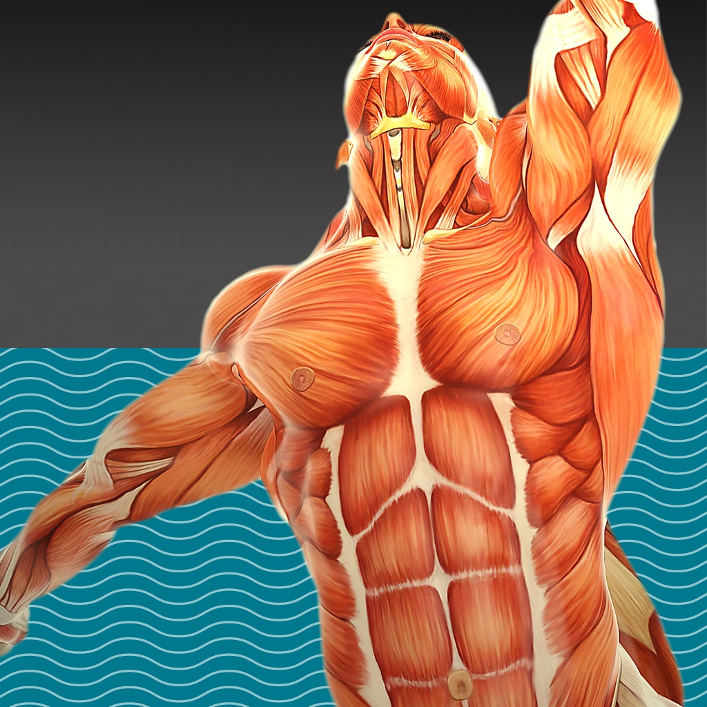 Muscle Test Part 3 For IOS iPhone iPad Latest Version At 4 99 On AppPure muscle-test-part-3-for-ios-iphone-ipad-latest-version-at-4-99-on-apppure