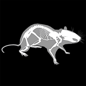Anatomia do Rato 3D