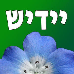 Yiddish Quiz Now