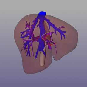 Liver Surgery AP-HP