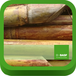 BASF México - Cultivo de la Caña de Azúcar