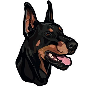 My Doberman Pinscher