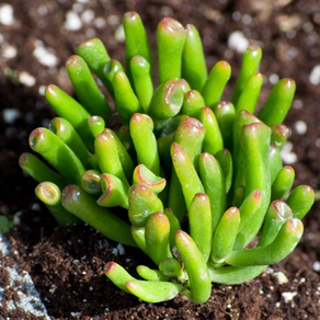 Succulents Plant for Beginners:Care Tips and Guide