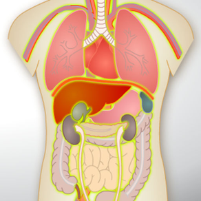 Human Anatomy Game