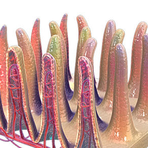 Intestinal Villi 3D