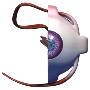 Virtual Reality(VR) Human Eye