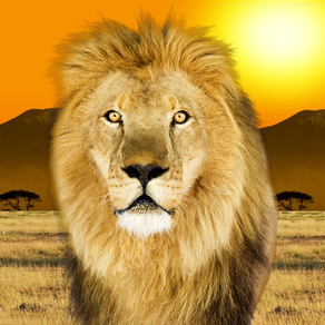 Popar Safari