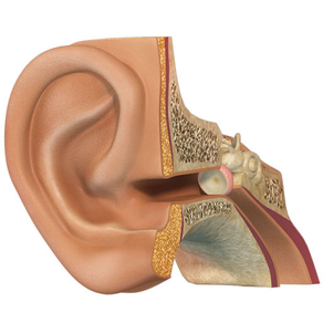 Virtual Reality(VR) Human Ear