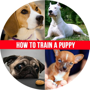 How to Train a Puppy - House Train a Puppy When You Work All Day