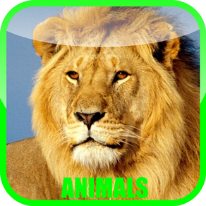 Animal Zoo Sound Baby Game - fun for all family, parent & babies can play & learn animals sounds in pet zoo story game (Free)