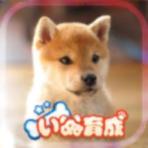Shibainu Dog Simulator 3D