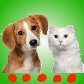 Sons de gato e cachorro: app para animal de estima