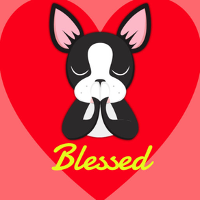 Looking Forward to Blessings - Boston Terrier