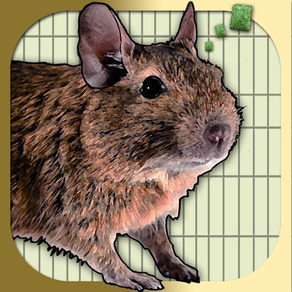 Donny Degu