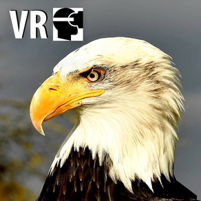 VR Fly With A Real Bald Eagle Virtual Reality 360