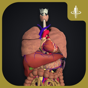 teamLabBody-Internal Organs-