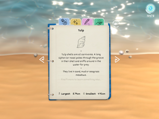 Seashell poster
