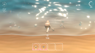 Seashell poster