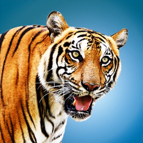 Wild Tiger Hunting Animal Life