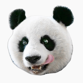 Panda's Head