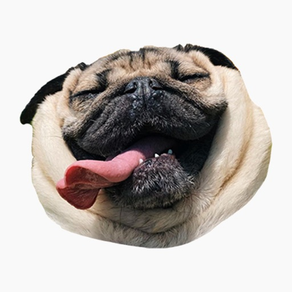 Pug Dog's Head